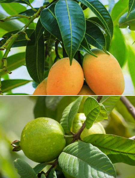 mango-guava-tree